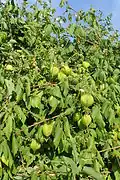 Leaves and fruit