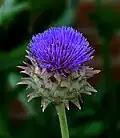 In bloom in a garden near Galveston