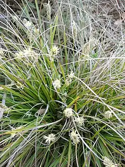 Cyperaceae (sedges), Yakutia 22,500 YBP, Alaska and the Yukon 15,000-11,500 YBP