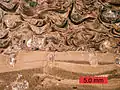 Cross-section of a carbonate hardground encrusted by oysters and bored by bivalves (Gastrochaenolites); Carmel Formation (Middle Jurassic) of southern Utah.