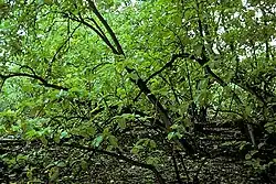 Photo of forest
