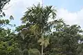 Carpentaria acuminata at Mount Coot-Tha, Brisbane