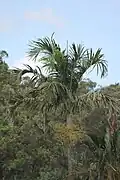 Carpentaria acuminata at Mount Coot-Tha, Brisbane