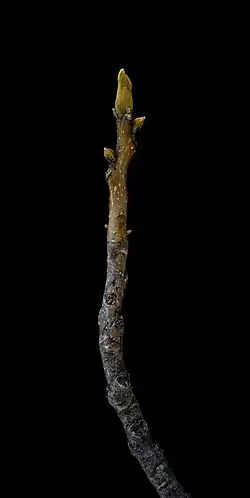 Bud in winter