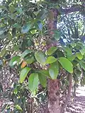 Foliage of an adult