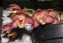 Catamodes