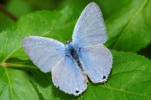 Dorsal view