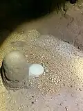 Image of Cave Pearl formation