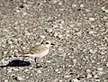 Little sanderling