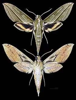 Cechenena pollux