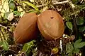 fruit