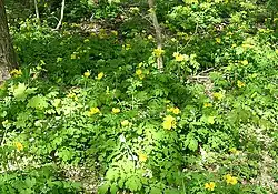 A patch of blooming plants at the Morton Arboretum in Illinois