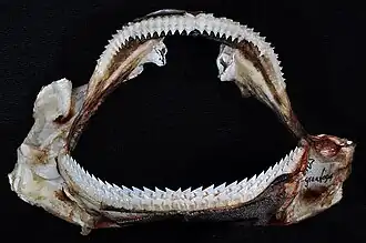 Jaws