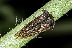 Upperside