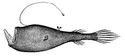 Stargazing seadevil Ceratias uranoscopus
