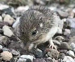 Brown and white long-tailed rat