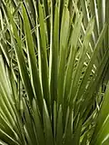 Frond