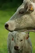 Charolais cattle