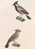 Charitospiza eucosma, 1838