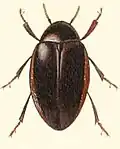 Chelonarium haemorrhoum