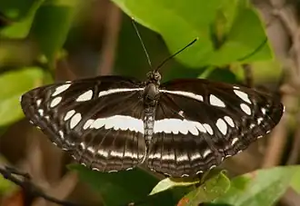 Dorsal view
