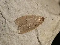 Example specimen