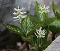 "flowers"