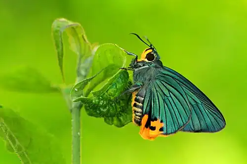 Ventral view