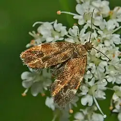 Moth