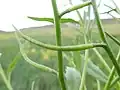 a long, narrow, tapered seed pod