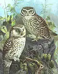 El-bouma (little owl)