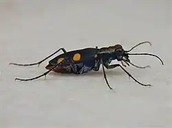 C. b. atavus