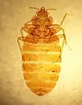Slide of C.&nbsp;lectularius