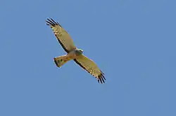 Cinereous harrier
