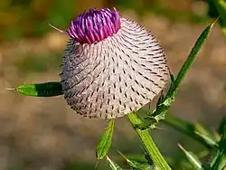 Cirsium eriophorum (Kozara National Park, Republika Srpska)