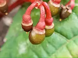 Fruit