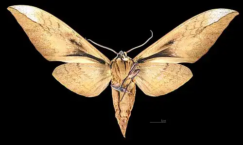 Female ventral view