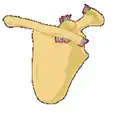 Classification type 6 is rare