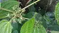 Clidemia hirta fruits