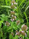 Clinopodium chinense