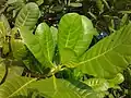 Close-up of Vengurla Cashew leaves