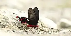 Byasa polyeuctes