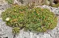 Plant cluster