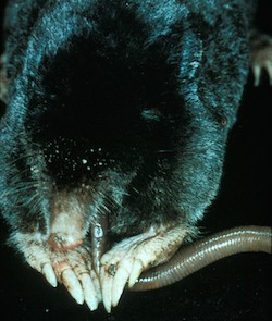 Black mole