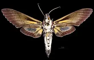 Male ventral