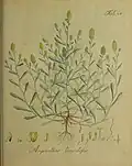 A. tomentosus (t. 48, Wendland)[4]