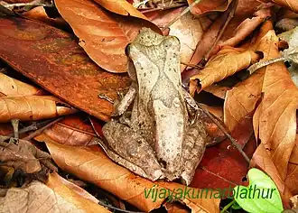 Dorsal view