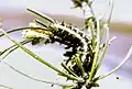 Larva