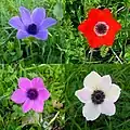 Flowers of various colors