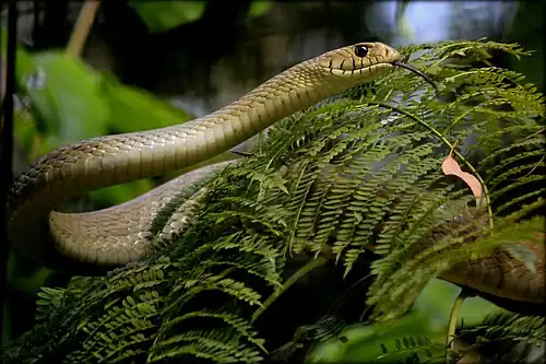 Lateral view